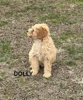 Dolly, a female Poodle - Toy  and Miniature Goldendoodle for sale in North Vernon, IN – Photo 2 of 4