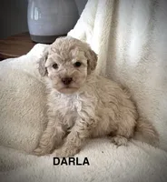 Darla-micro goldendoodle, a female Goldendoodle and Poodle - Toy  for sale in North Vernon, IN – Photo 4 of 8