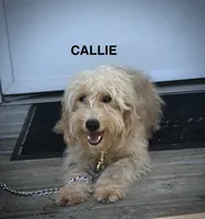 Darla-micro goldendoodle, a female Goldendoodle and Poodle - Toy  for sale in North Vernon, IN – Photo 8 of 8