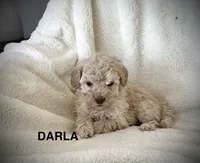 Darla-micro goldendoodle, a female Goldendoodle and Poodle - Toy  for sale in North Vernon, IN – Photo 3 of 8