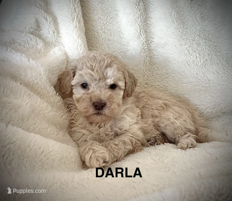 Darla-micro goldendoodle