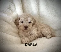 Darla-micro goldendoodle, a female Goldendoodle and Poodle - Toy  for sale in North Vernon, IN – Photo 1 of 8