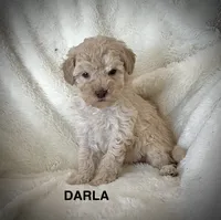 Darla-micro goldendoodle, a female Goldendoodle and Poodle - Toy  for sale in North Vernon, IN – Photo 5 of 8