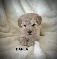 Darla-micro goldendoodle, a female Goldendoodle and Poodle - Toy  for sale in North Vernon, IN – Photo 2 of 8