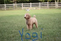 Dolly-micro goldendoodle, a female Goldendoodle and Poodle - Toy  for sale in North Vernon, IN – Photo 5 of 6
