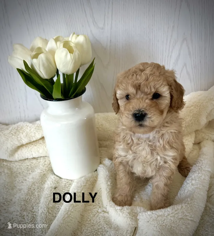Dolly-micro goldendoodle