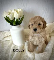 Dolly-micro goldendoodle, a female Goldendoodle and Poodle - Toy  for sale in North Vernon, IN – Photo 1 of 6