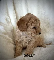 Dolly-micro goldendoodle, a female Goldendoodle and Poodle - Toy  for sale in North Vernon, IN – Photo 3 of 6