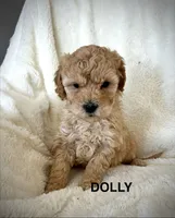 Dolly-micro goldendoodle, a female Goldendoodle and Poodle - Toy  for sale in North Vernon, IN – Photo 2 of 6