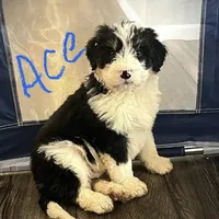 Charlie, a male Poodle - Multi-Colored Standard and Poodle - Standard  for sale in North Vernon, IN – Photo 2 of 5