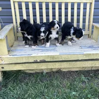 Charlie, a male Poodle - Multi-Colored Standard and Poodle - Standard  for sale in North Vernon, IN – Photo 4 of 5