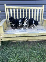 Charlie, a male Poodle - Multi-Colored Standard and Poodle - Standard  for sale in North Vernon, IN – Photo 4 of 5