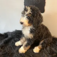 Charlie, a male Poodle - Multi-Colored Standard and Poodle - Standard  for sale in North Vernon, IN – Photo 3 of 5