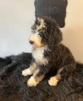 Charlie, a male Poodle - Multi-Colored Standard and Poodle - Standard  for sale in North Vernon, IN – Photo 3 of 5