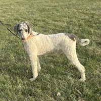 Charlie, a male Poodle - Multi-Colored Standard and Poodle - Standard  for sale in North Vernon, IN – Photo 1 of 5