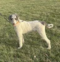Charlie, a male Poodle - Multi-Colored Standard and Poodle - Standard  for sale in North Vernon, IN – Photo 1 of 5