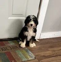 Charlie, a male Poodle - Multi-Colored Standard and Poodle - Standard  for sale in North Vernon, IN – Photo 5 of 5