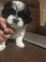 Baby Cow male, a male Shih Tzu for sale in Charlotte, NC – 2 of 3