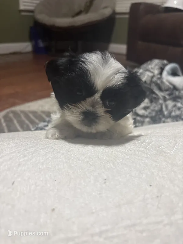 Tammy  – Shih Tzu puppy for sale in Charlotte, NC