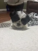 Tammy , a female Shih Tzu for sale in Charlotte, NC – 1 of 1