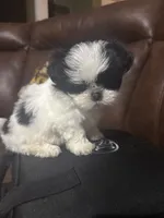 Loretta , a female Shih Tzu for sale in Charlotte, NC – 2 of 3