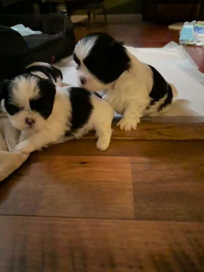 sweet cow girl , a male Shih Tzu and Mal Shi for sale in Charlotte, NC – 3 of 3