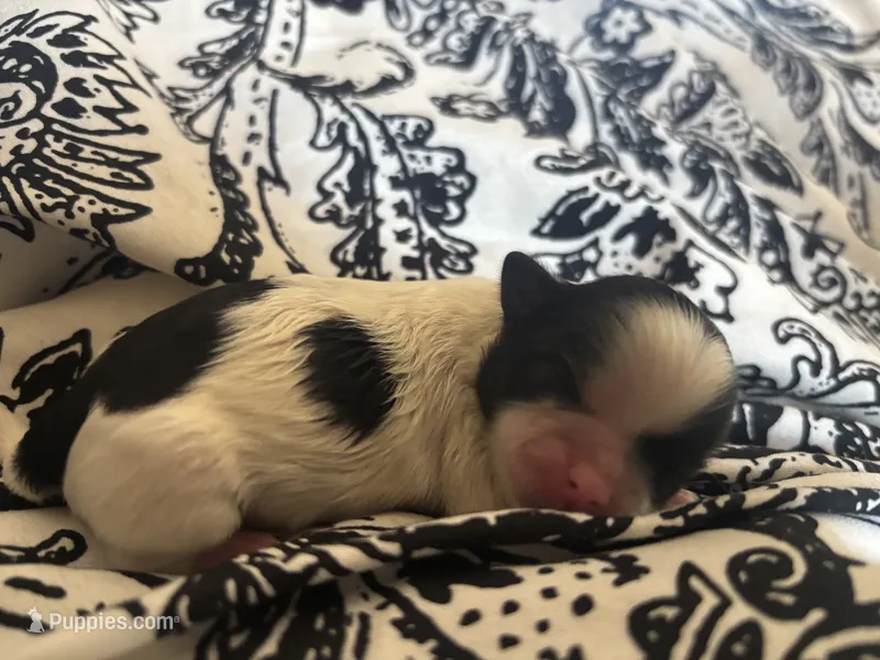 sweet cow girl  – Shih Tzu, Mal Shi puppy for sale in Charlotte, NC