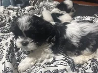 Baby Cow male, a male Shih Tzu for sale in Charlotte, NC – 3 of 3