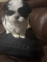 Loretta , a female Shih Tzu for sale in Charlotte, NC – 3 of 3