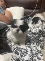 Loretta , a female Shih Tzu for sale in Charlotte, NC – 1 of 3
