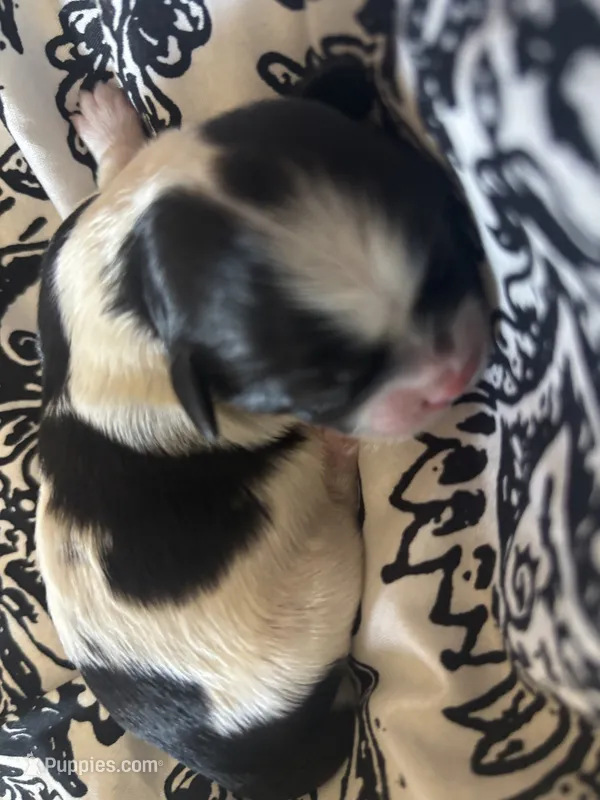 Baby Cow male – Shih Tzu puppy for sale in Charlotte, NC
