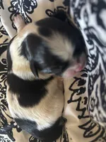 Baby Cow male, a male Shih Tzu for sale in Charlotte, NC – 1 of 3