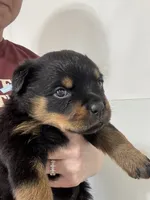 processed/fccd0627-2357-4bdd-99e9-4916017099b1/listing/0838ea0b-82b4-49db-a046-e0808b184949/48ff63de-2f24-4191-9d4a-55ba5b4e9ea2