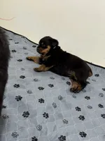 processed/fccd0627-2357-4bdd-99e9-4916017099b1/listing/0838ea0b-82b4-49db-a046-e0808b184949/57a0a0fa-b765-4ff3-89de-c7a30dd8d2c0