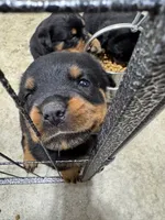 processed/fccd0627-2357-4bdd-99e9-4916017099b1/listing/0838ea0b-82b4-49db-a046-e0808b184949/715fdf3e-e822-43de-94dd-7e4d56780bed