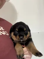 processed/fccd0627-2357-4bdd-99e9-4916017099b1/listing/0838ea0b-82b4-49db-a046-e0808b184949/ac9d62bb-4f5c-41d3-ab6a-3d385e1bbf58