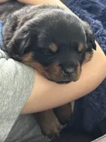 processed/fccd0627-2357-4bdd-99e9-4916017099b1/listing/0838ea0b-82b4-49db-a046-e0808b184949/dda69e43-dffa-4bf7-99a1-6c5d2c7861dd