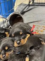 processed/fccd0627-2357-4bdd-99e9-4916017099b1/listing/5b25034a-1b2e-4f0a-b166-6d3449c997b7/390b6020-74b0-49e5-bee6-b0a7297a40d4