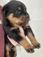 processed/fccd0627-2357-4bdd-99e9-4916017099b1/listing/5b25034a-1b2e-4f0a-b166-6d3449c997b7/ff79967b-0f40-4513-be26-479abbbf557d