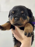 processed/fccd0627-2357-4bdd-99e9-4916017099b1/listing/cdec91a5-a2dd-4b2f-9f6f-03275c246bf2/4840282a-5ee4-4ee6-af48-e786015c88eb