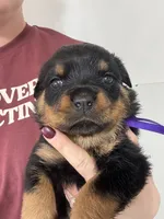 processed/fccd0627-2357-4bdd-99e9-4916017099b1/listing/cdec91a5-a2dd-4b2f-9f6f-03275c246bf2/9f3efb0a-18c5-4515-8527-4460ec3b3fcd