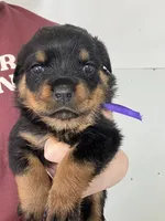 processed/fccd0627-2357-4bdd-99e9-4916017099b1/listing/cdec91a5-a2dd-4b2f-9f6f-03275c246bf2/a0d75dea-3129-4e09-a226-d852fd819610