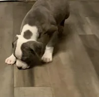 Fancy, a female American Pit Bull Terrier for sale in Dillon, SC – Photo 2 of 7