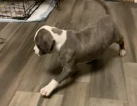 Fancy, a female American Pit Bull Terrier for sale in Dillon, SC – Photo 3 of 7