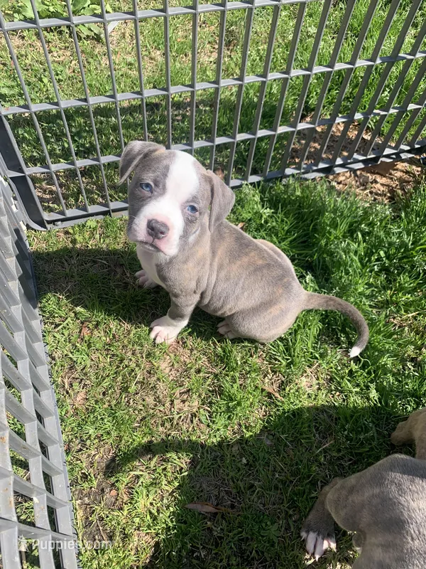 Fancy, a female American Pit Bull Terrier for sale in Dillon, SC – Photo 1 of 7