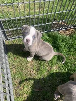 Fancy, a female American Pit Bull Terrier for sale in Dillon, SC – Photo 1 of 7