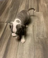 Fancy, a female American Pit Bull Terrier for sale in Dillon, SC – Photo 4 of 7