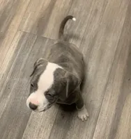 Fancy, a female American Pit Bull Terrier for sale in Dillon, SC – Photo 5 of 7