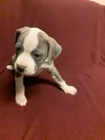 Fancy, a female American Pit Bull Terrier for sale in Dillon, SC – Photo 6 of 7