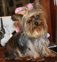 Lexie, a female Yorkshire Terrier for sale in San Angelo, TX – 1 of 2